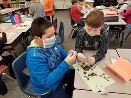 Owl Pellets & Food Chains