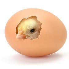 chicken hatching from egg